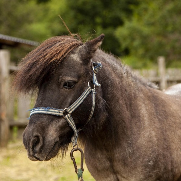 Leo (minihorse)